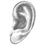 Human Ear In Engraved Style Sticker