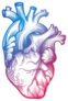Human Heart In Engraving Technique Blurple Gradient Sticker