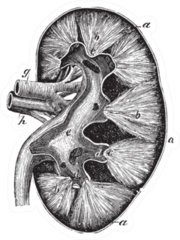 Human Kidney, Vintage Engraving Illustration Sticker