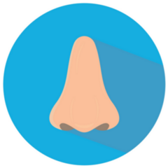 Human Nose Flat Blue Sticker 