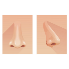 Human Nose - Front And Side View Sticker 