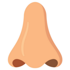 Human Nose In Front Human Organs Sticker 