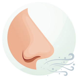 Human Nose - Smell And Breathe Sticker 