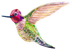 Hummingbird In Flight Bright, Colorful Tropical Bird Sticker