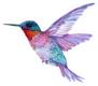 Hummingbird In Flight Bright Watercolor Illustration Sticker