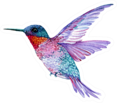 Hummingbird In Flight Bright Watercolor Illustration Sticker