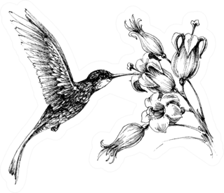 Hummingbird In Flight Drawing Sticker