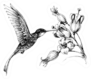 Hummingbird In Flight Drawing Sticker