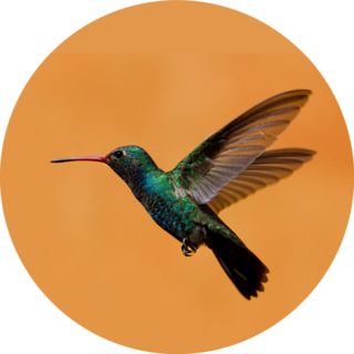 Hummingbird On Orange Background Sticker