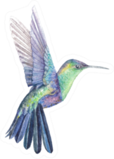 Hummingbird Watercolor Drawing Bright Multicolor Sticker