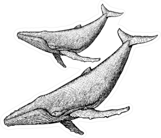 Humpback Whale Illustration Sticker