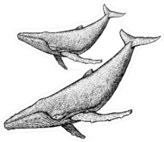 Humpback Whale Illustration Sticker