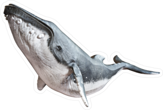 Humpback Whale Sticker