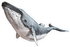 Humpback Whale Sticker
