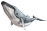 Humpback Whale Sticker