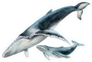 Humpback Whale With Baby Sticker