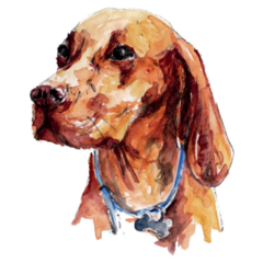Hungarian Vizsla Dog Watercolor Sticker