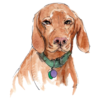 Hungarian Vizsla Portrait Sticker