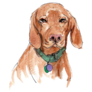 Hungarian Vizsla Portrait Sticker