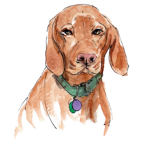 Hungarian Vizsla Portrait Sticker