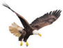 Hunting Bald Eagle Sticker