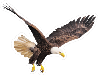 Hunting Bald Eagle Sticker