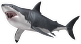 Hunting Great White Shark Sticker