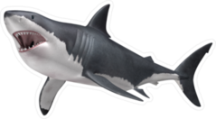 Hunting Great White Shark Sticker