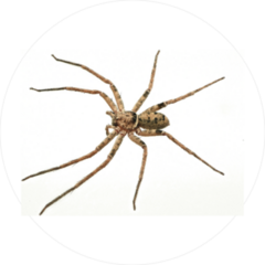 Huntsman Spider Sticker