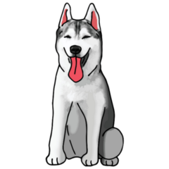 Husky Colored Drawing Sticker