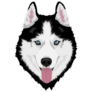 Husky Sticker