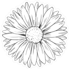 Illustrated Daisy Sticker
