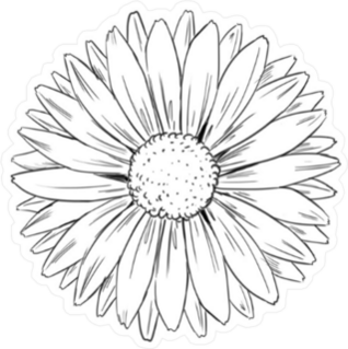 Illustrated Daisy Sticker