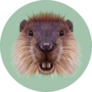 Illustrated Portrait Of Beaver On green Sticker