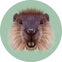 Illustrated Portrait Of Beaver On green Sticker