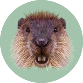 Illustrated Portrait Of Beaver On green Sticker