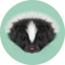 Illustrated Portrait Of Skunk Green Background Sticker