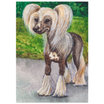 Illustration Chinese Crested Sticker