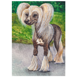 Illustration Chinese Crested Sticker