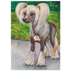 Illustration Chinese Crested Sticker