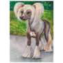 Illustration Chinese Crested Sticker