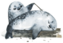 Illustration Cute Fur Seals In Watercolor Style Playing Sticker