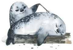 Illustration Cute Fur Seals In Watercolor Style Playing Sticker