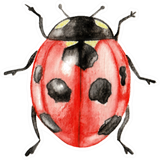 Illustration Ladybug Sticker