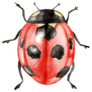 Illustration Ladybug Sticker