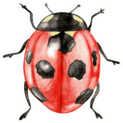 Illustration Ladybug Sticker