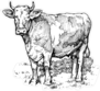 Illustration Of A Cow In The Meadow Sticker