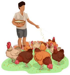 Illustration Of A Farm Boy Feeding Free Range Chickens Sticker