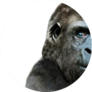 Illustration Of A Gorilla Face Close Up Sticker