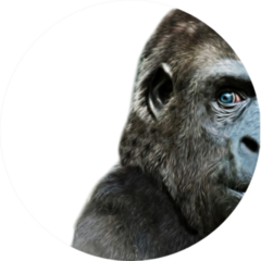 Illustration Of A Gorilla Face Close Up Sticker